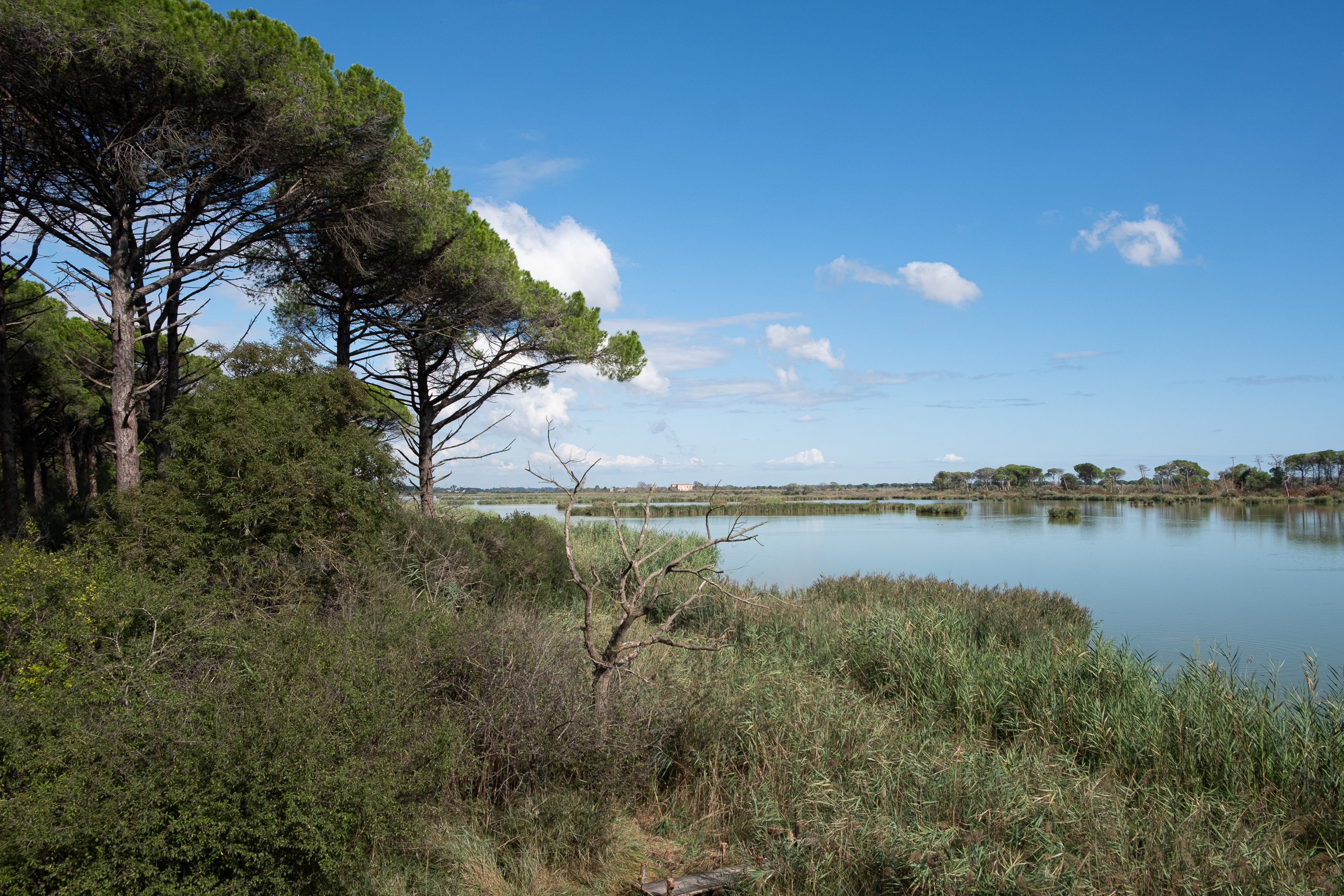 Blick über die Lagune – Pinien am Ufer